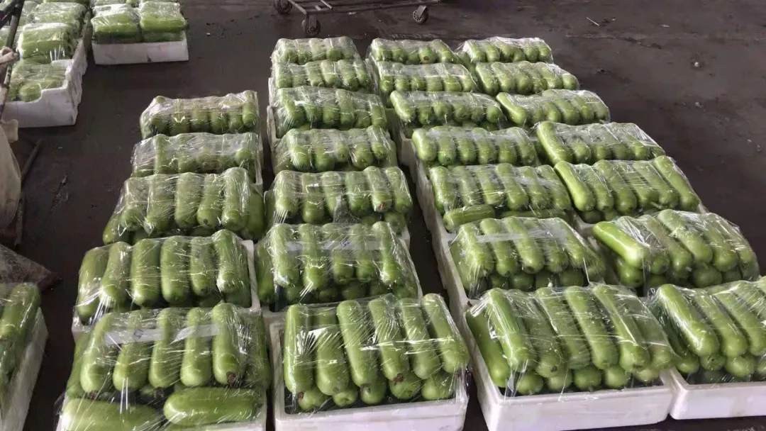 這個品種上市早，價格好！我連續(xù)種了三年，滿意